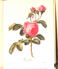 Zauber der Rose 11/24